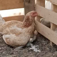 Bahçelerimiz ve Misya Çiftlikte Hazırlık